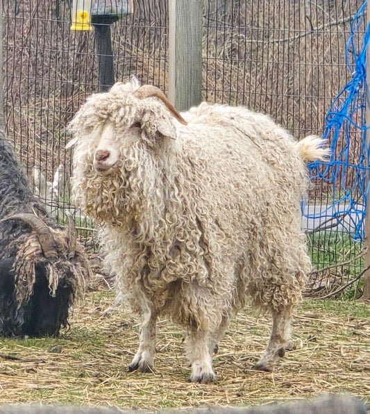 Angora Goat Mohair