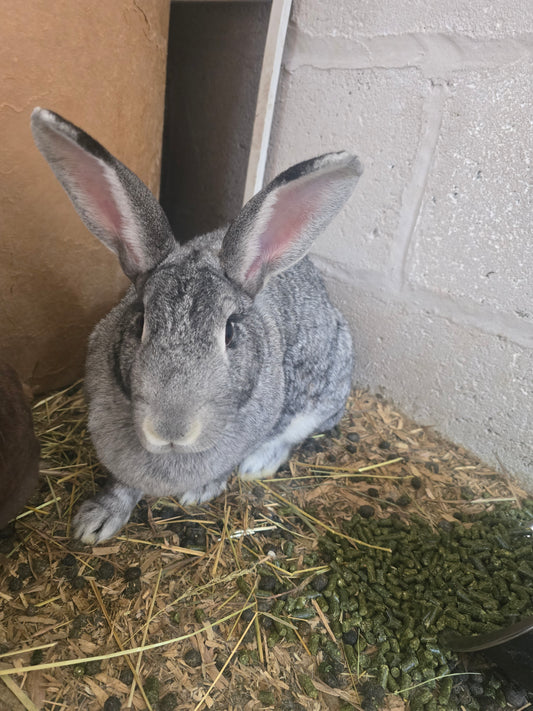Bunnies — Reserve Yours