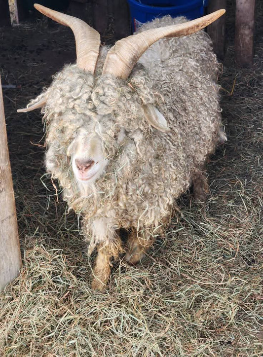 Angora Goat Mohair