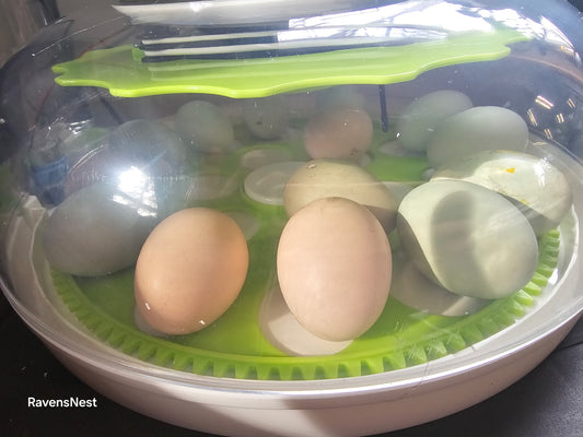 Rainbow Dz Eggs